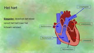 Onderdelen en werking van het hart [upl. by Regina]