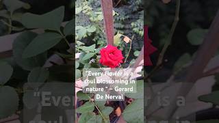 Good morning rose balconygarden flowers nature yt fyp trending rosegarden [upl. by Remle]