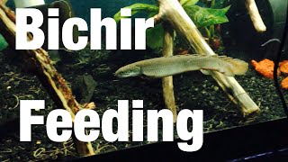 Large Bichir Fish Feeding on Guppies [upl. by Ailyn]