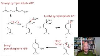 Terpene Biosynthesis [upl. by Anerom336]