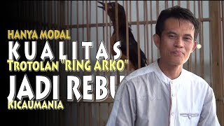 TERNAK MURAI BATU UTAMAKAN KUALITAS TROTOLAN RING ARCO JADI REBUTAN KICAUMANIA NUSANTARA [upl. by Enecnarf]