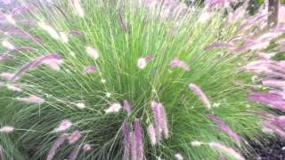 Pennisetum setaceum  Fountain Grass [upl. by Terhune]