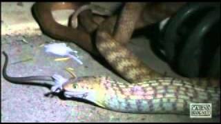 Night Tiger Snake swallows native mouse [upl. by Gayleen665]