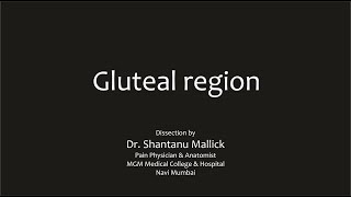 Gluteal region dissection by Dr Shantanu Mallick [upl. by Nagem469]