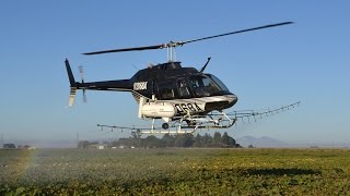 Bell 206 JetRanger spraying pumpkin field near Discovery Bay US [upl. by Ahsinav925]