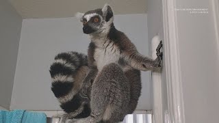 Endangered ringtailed lemur found roaming in Houstons Bear Creek Park [upl. by Felicle]