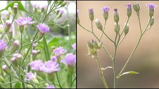 Plant 221  Sahadevi gida  ಸಹದೇವಿ ಗಿಡ  Cyanthillium cinereum Vernonia Cineria Herbal amp The plant [upl. by Acinorrev]