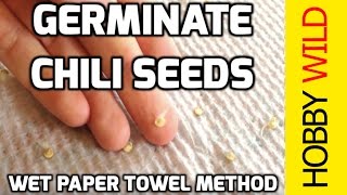 HOW TO GERMINATE CHILI SEEDS Wet Paper Towel Method [upl. by Valente]