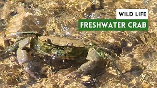 Fascinating Freshwater Crab in Crystal Clear River Waters [upl. by Keyek579]