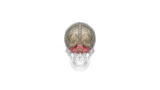 How does the cerebellum compute proprioceptive information probably not like this [upl. by Ecnarretal]