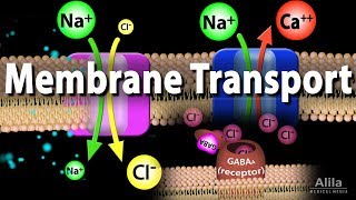 Membrane Transport Animation [upl. by Oiratnom]