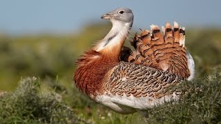 Great Bustard Bird at The ZOO [upl. by Aselehc8]