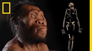 New Human Ancestor Discovered Homo naledi EXCLUSIVE VIDEO  National Geographic [upl. by Odiug]