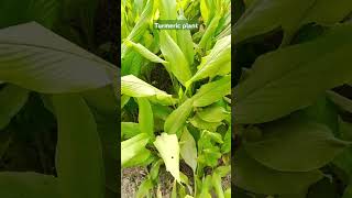 Turmeric plantsnatureloversgardenstatusbeautiful short videotrendingshortviralshortpari lagelu [upl. by Tnelc745]