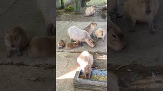 Meet the CAPYBARA FAMILY Twin babies 6 weeks Twin 1 year olds amp adults Drusillas Park [upl. by Otilopih714]