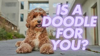 6 Reasons why a DOODLE might be a good dog for you Labradoodle Cavoodle Spoodle Goldendoodle [upl. by Hulbig]