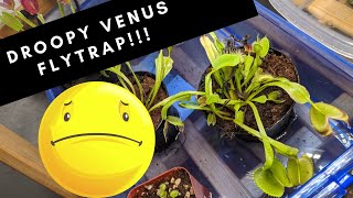 Is Your Venus Fly trap Looking Droopy HERE is How You FIX IT [upl. by Fidela825]