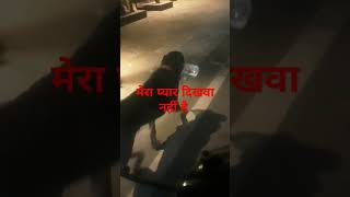 लकी को देख Public Reaction 🙄🤔😱😐doglover rottwailer viralvideos funny [upl. by Winny]