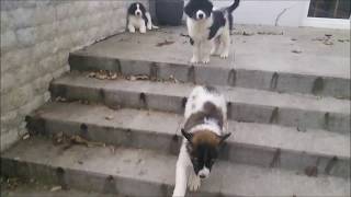 Tornjak puppies 2 months old MIX [upl. by Atinehs]