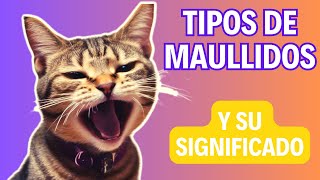 8 sonidos que emiten los gatos y su significado  ¿Que te quiere decir tu gato 🐱 [upl. by Nitza]