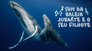 Som de Baleias Jubarte CANTO som relaxante  whale sound [upl. by Malvie]