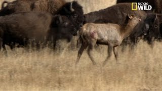 Des bisons tuent un wapiti [upl. by Nosiddam]