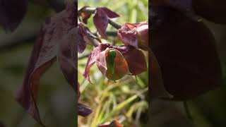 euphorbia bracteata nature naturephotography [upl. by Beesley]