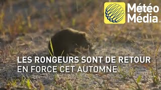 Retour en force des rongeurs dans les maisons cet automne [upl. by Merci]