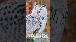 Falke Eule un Co [upl. by Lainad]