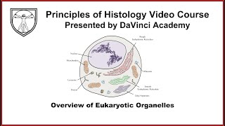 Overview of Eukaryotic Organelles Cytology 3 of 4 [upl. by Adalie]