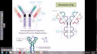 Immunoglobulins [upl. by Haseena]