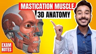 Mastication Muscles Anatomy 3D  Muscle of mastication anatomy  muscles of mastication origin [upl. by Alegnasor950]