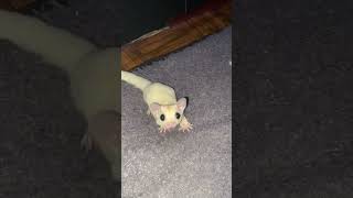 Sugar glider leucistic putih yang lucu [upl. by Fish224]