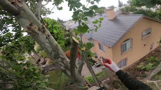 Platanus occidentalis Sycamore [upl. by Hennebery]