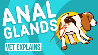 Dog Anal Glands  Vet Explains [upl. by Howund542]