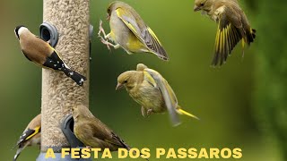 A PASSARINHADA FAZENDO A FESTA natureza passaros aves passarinho pássarossilvestres birds [upl. by Dosh502]