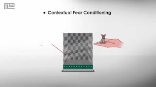 Fear Conditioning Chamber [upl. by Nahtal761]