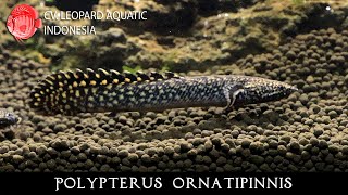 Polypterus ornatipinnis The BOLD Ornate Bichir Leopard Aquatic D017A [upl. by Alfi395]