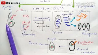 Isosporiasis  Isospora belli life cycle  cystoisosporiasis  Cystospora belli life cycle Symptoms [upl. by Yla173]