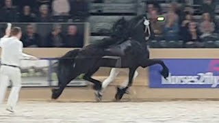 Look at this beautiful Friesian stallion Alwin 469 stallion inspection 2019 [upl. by Ydeh693]