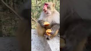 දෙන්නෙම නැ මන් තනියෙම කනවා 😅🐒 funny shorts dance monkey [upl. by Nunci]