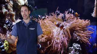 Fast Ocean Facts — Clown Fish Sex Change [upl. by Herve]