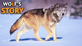 Amazing Facts about Wolves [upl. by Nileve]