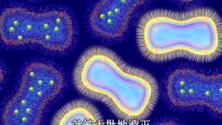 Chinese Translation  Animation of Antimicrobial Resistance [upl. by Dinin]