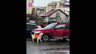 Guide dog bravely halts traffic for owner shorts [upl. by Koa275]