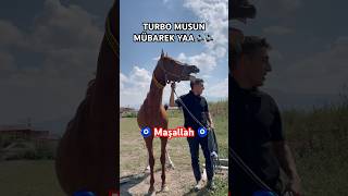 ARABIAN HORSE WORLD arabianhorse atvideo automobile arabianhorserider [upl. by Naugal]