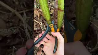 Real cutting bamboo video ￼ do you like this videoSaydtalib97 [upl. by Nwahsauq]