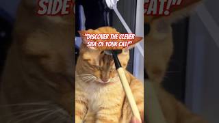 Did You Know Cats Can Learn Tricks 🤯 Check Out Their Hidden Talents catfacts cat catfactoid [upl. by Ahsikam]