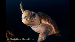 Loggerhead Turtle  Caretta caretta [upl. by Alfie]