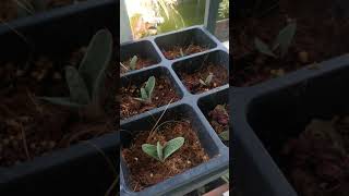 Gasteria Batesiana Plant Propagation Succulent Plant [upl. by Converse]